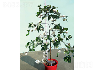 ����885-�޻��N��-�y�d�N�I