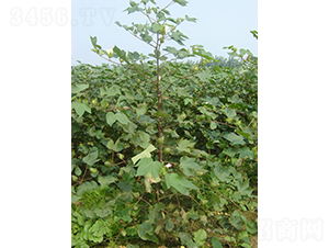 �ƿ���2̖-�޻��N��-�y�d�N�I