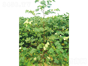 ���s2̖-�޻��N��-�y�d�N�I