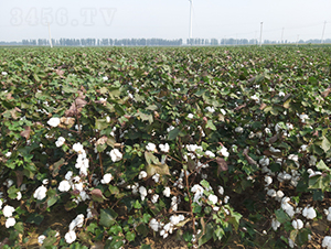 �y�d��16̖-�޻��N��-�y�d�N�I