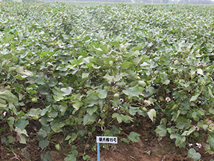 �y�d��15̖-�޻��N��-�y�d�N�I