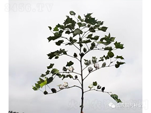 �y�d��28-�޻��N��-�y�d�N�I