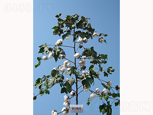 �y�d��8̖-�޻��N��-�y�d�N�I