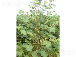 �y�d��5̖-�޻��N��-�y�d�N�I