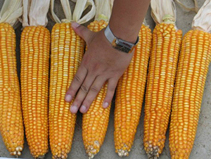 田豐8號-玉米種子-田豐種業