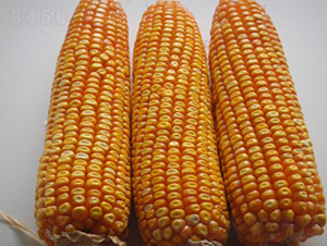 田玉9號-玉米種子-田豐種業