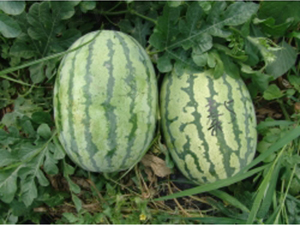 秦紅5號-西瓜種子-秦紅種業