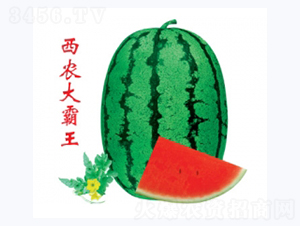 西農大霸王-西瓜種子-秦紅種業