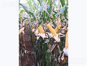 宣禾8號-玉米種子-宣豐種業