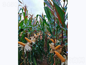 宣禾6號-玉米種子-宣豐種業