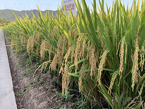 ���r��422-ֱ�����x��-��һ�N�I