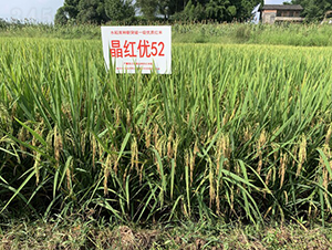 ���t��52-��һ�ӵļt��-��һ�N�I