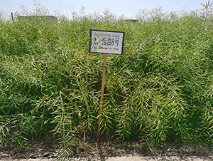 ����8̖-�Ͳ˷N��-���P�N�I