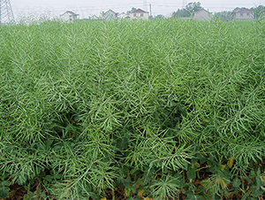 ���P��1̖-�Ͳ˷N��-���P�N�I