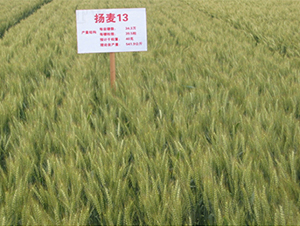 揚麥13-小麥種子-潤揚種業