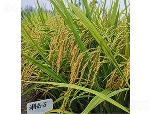 湘岳占-水稻種子-潤揚種業