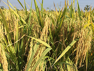 鑫兩優(yōu)212-水稻種子-潤揚(yáng)種業(yè)