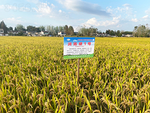 潤(rùn)揚(yáng)粳1號(hào)-水稻種子-潤(rùn)揚(yáng)種業(yè)