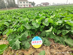 ʢ�F��1̖-�Ͳ˷N��-ʢƽ�r�I(y��)