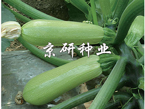 ����293-�����J�N��-���зN�I