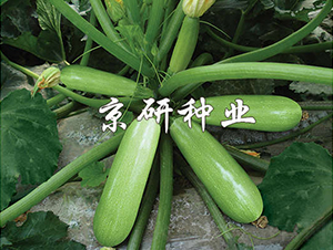 ����CRV4-�����J�N��-���зN�I