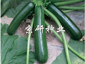 ����-�����J�N��-���зN�I