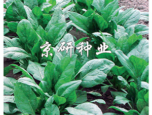 ����5̖-���˷N��-���зN�I