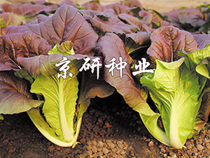 �����Ͽ��-�ײ˷N��-���зN�I