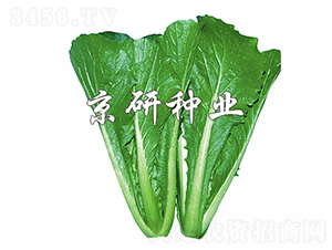 �G��3̖-�ײ˷N��-���зN�I