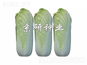 �������޲�-�ײ˷N��-���зN�I