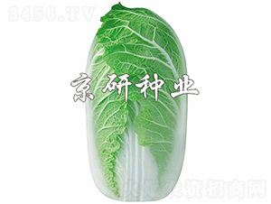 �������޲�-�ײ˷N��-���зN�I