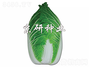 �����G-�ײ˷N��-���зN�I