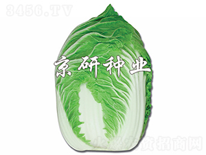 ������-�ײ˷N��-���зN�I