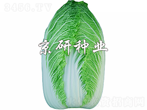 ����CR1-�ײ˷N��-���зN�I