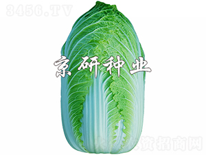 ����CR3-�ײ˷N��-���зN�I