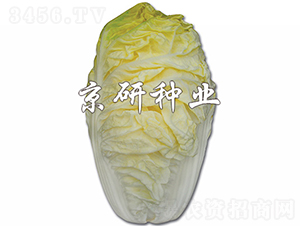 ����56-�ײ˷N��-���зN�I