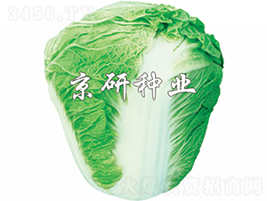 ����65̖-�ײ˷N��-���зN�I