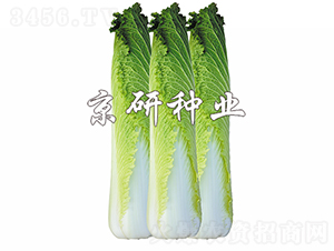 ����65-�ײ˷N��-���зN�I