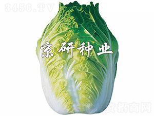 ����68̖-�ײ˷N��-���зN�I