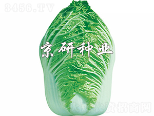 ������ţ��-�ײ˷N��-���зN�I