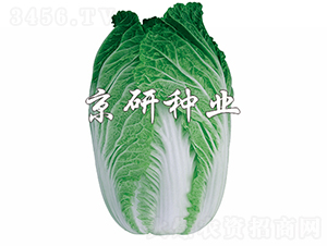 ����76-�ײ˷N��-���зN�I