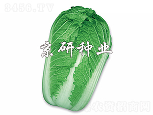 ����3̖-�ײ˷N��-���зN�I