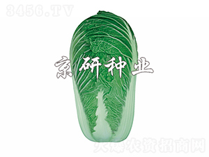 ����4̖-�ײ˷N��-���зN�I