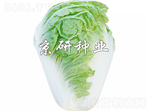 冬冠19-白菜種子-京研種業