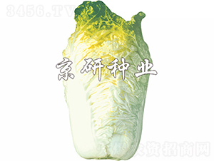 京秋56號-白菜種子-京研種業
