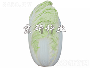 京夏4號-白菜種子-京研種業