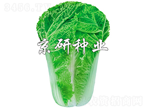 京秋15-11-白菜種子-京研種業