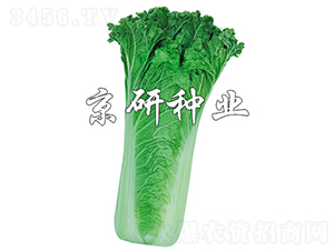 京翠14-20-白菜種子-京研種業