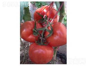 貝萊多-番茄種子-天瑞種子
