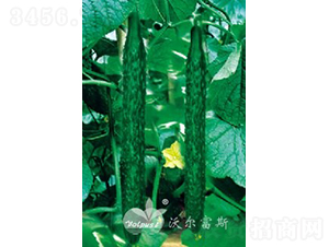 ������̖F1��Խ�����紺�߮a�ͺ��S�ϣ�-�S�ϷN��-�֠���˹